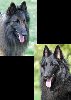 Picture of parents of the Belgian Shepherd C2-Litter