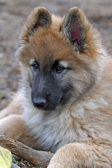 Tervueren female