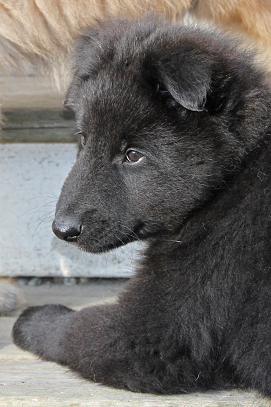 Groenendael male