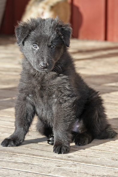 Groenendael male