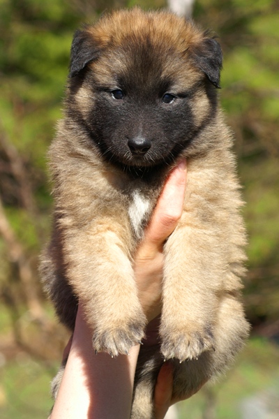 Tervueren female