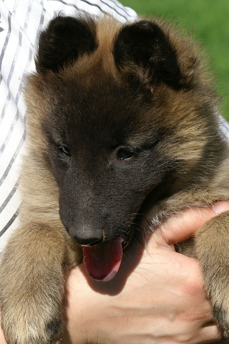 Tervueren female