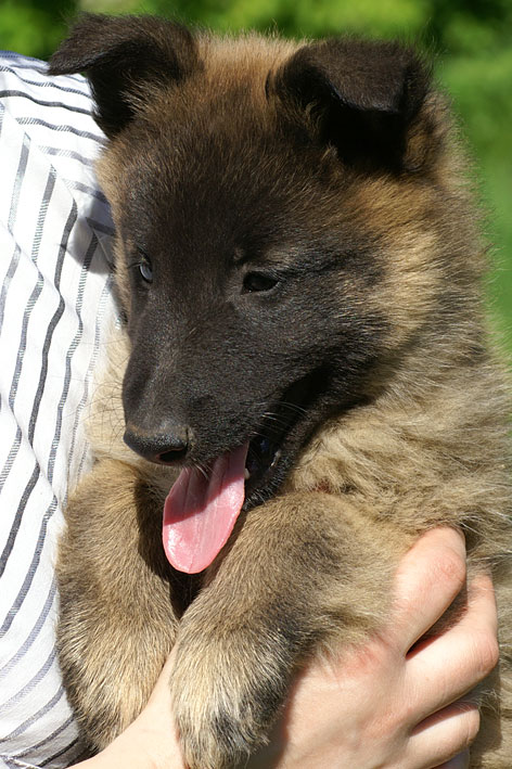 Tervueren female