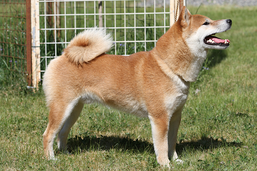 Red Shiba male