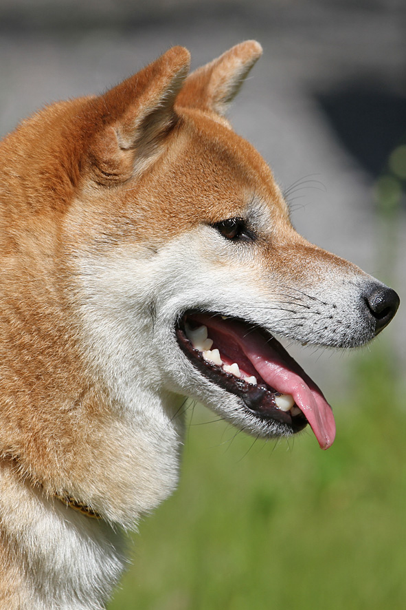 Shiba male head