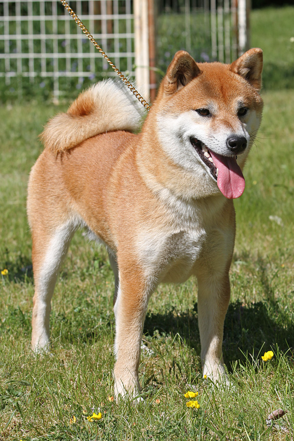 Red Shiba male