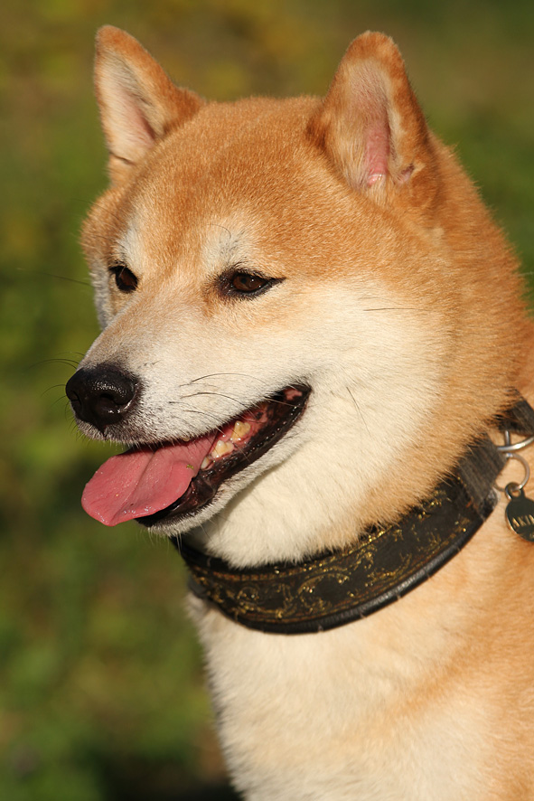 Red Shiba male