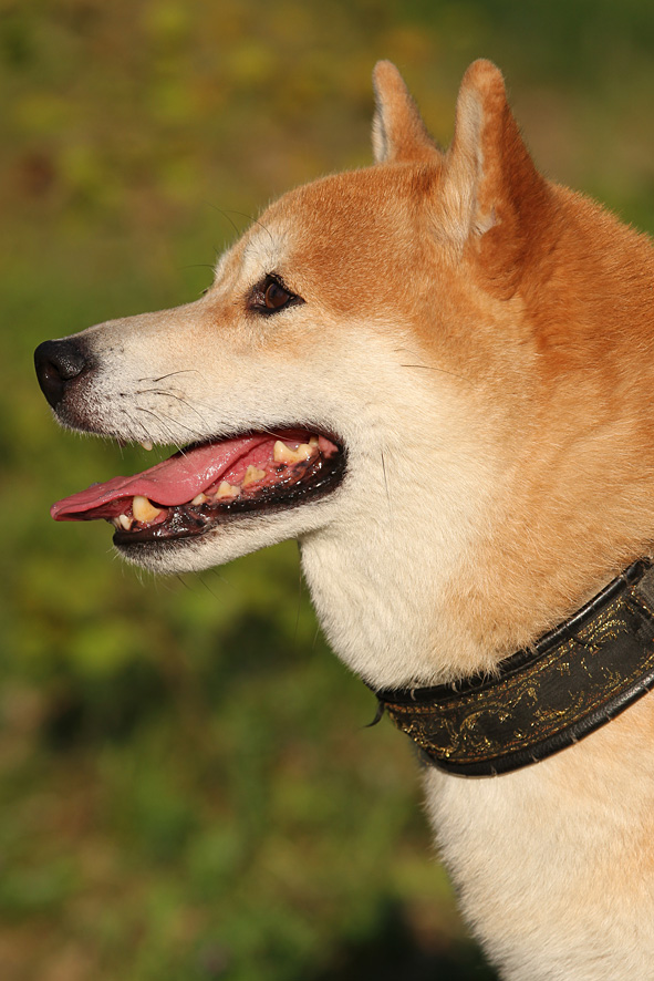 Shiba male head