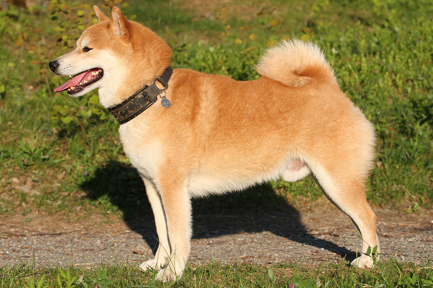 Red Shiba male