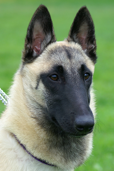 Malinois female