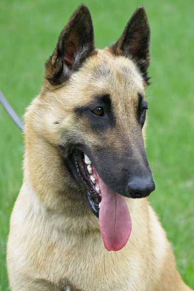 Malinois male