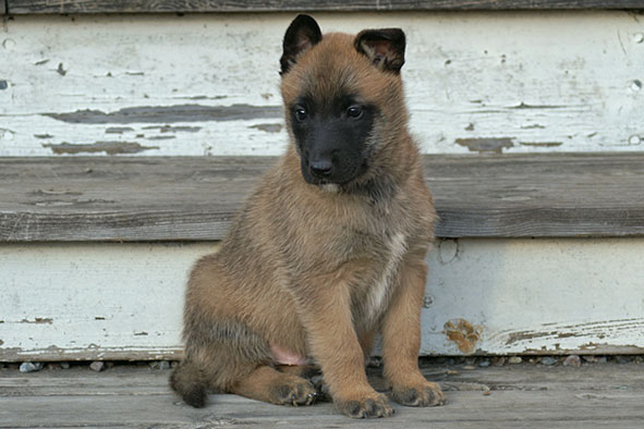 Malinois male