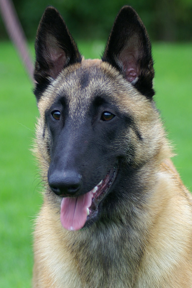 Malinois male