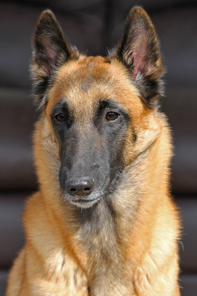 Malinois female