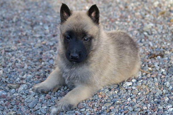 Malinois male