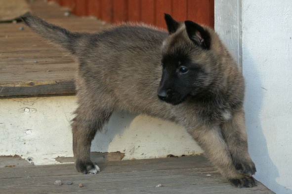 Malinois female