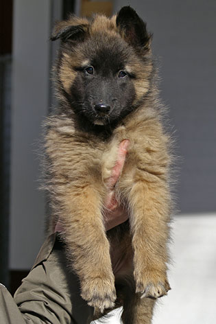 Tervueren female
