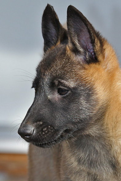 Malinois female