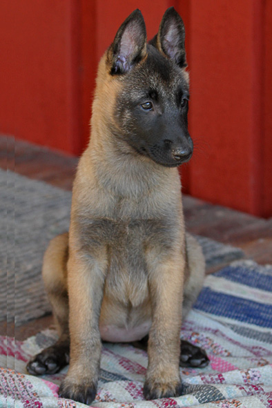 Malinois female