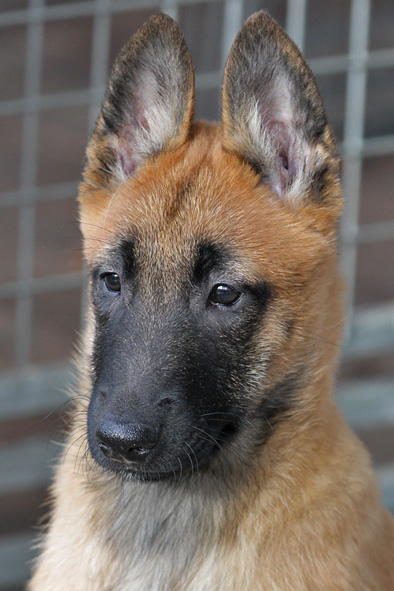 Malinois male