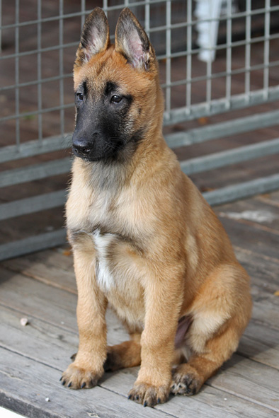 Malinois male