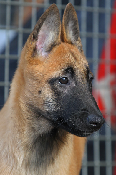 Malinois male