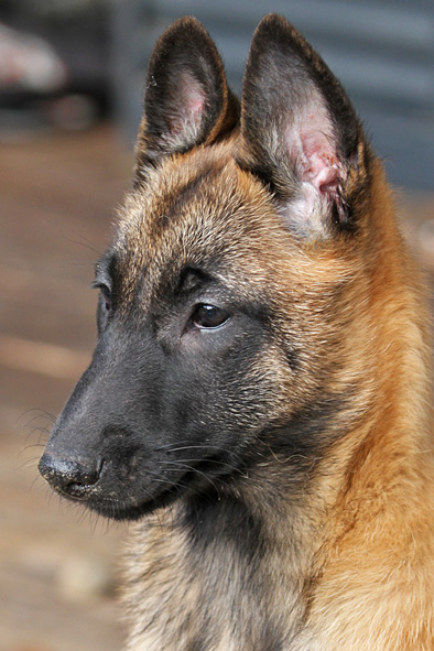 Malinois female