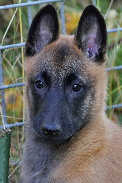 Malinois female