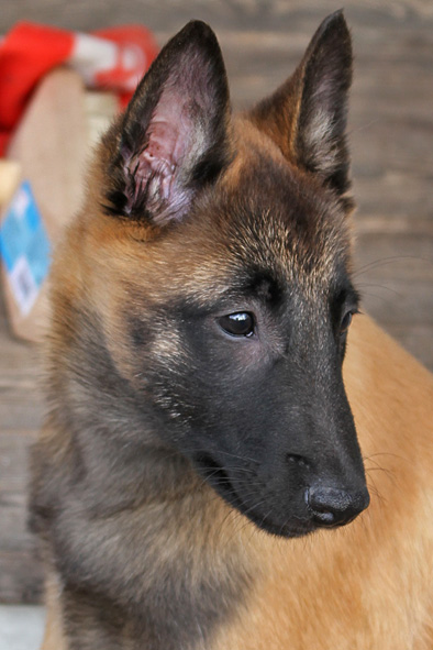 Malinois male