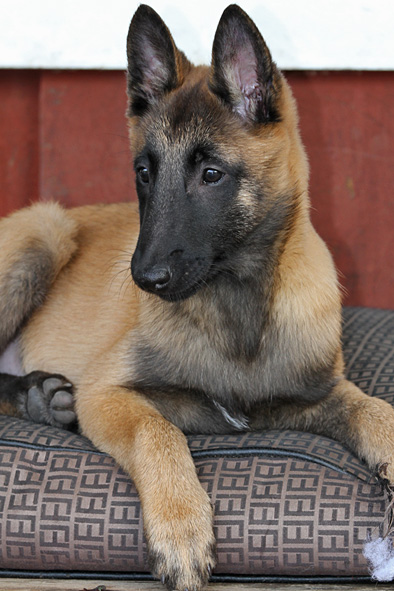 Malinois male