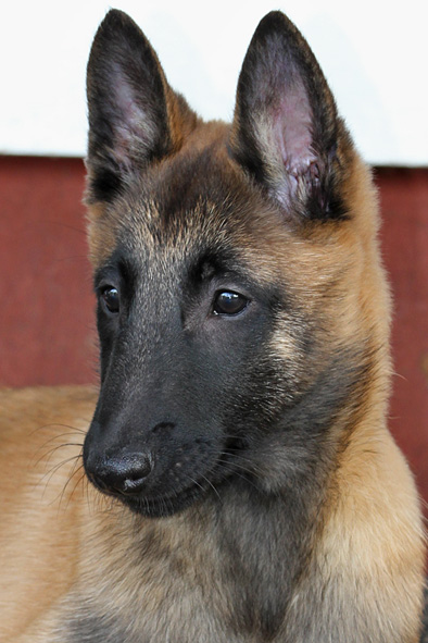 Malinois male