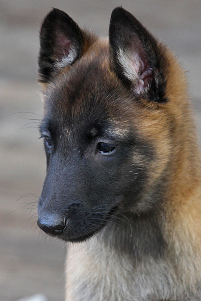 Malinois male