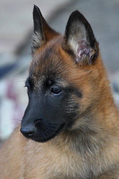 Malinois male