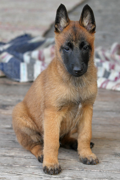 Malinois male