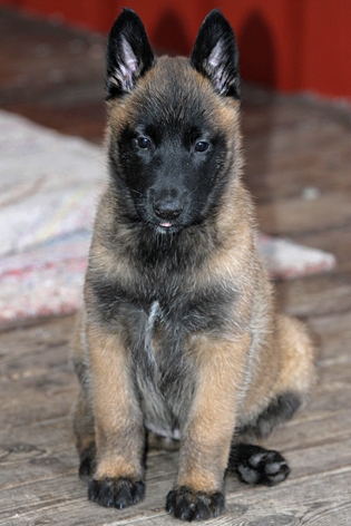 Malinois female