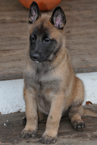 Malinois male