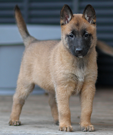 Malinois female