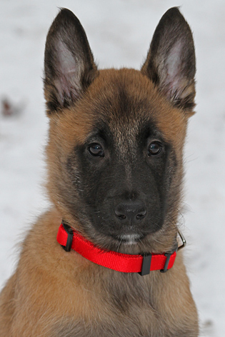 Malinois male