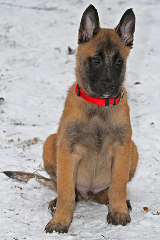 Malinois male