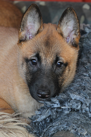 Malinois female