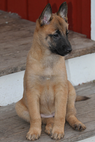 Malinois female