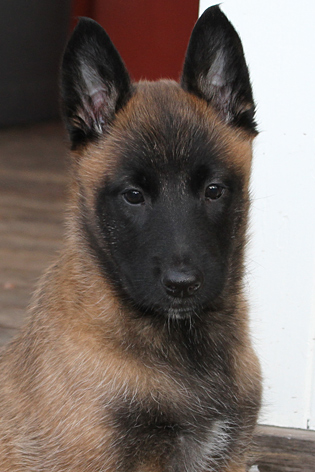 Malinois female