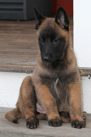 Malinois female