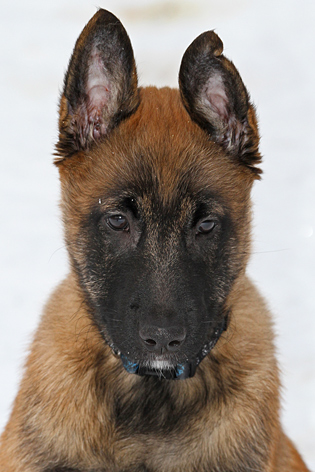 Malinois male