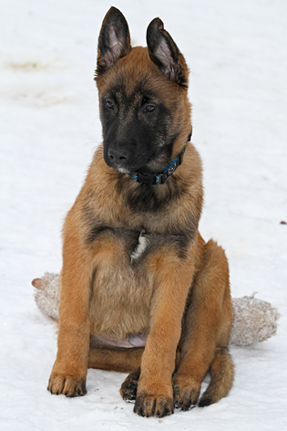 Malinois male