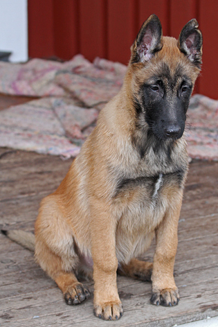 Malinois male