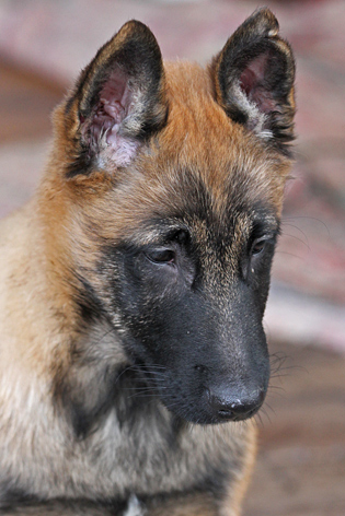 Malinois male