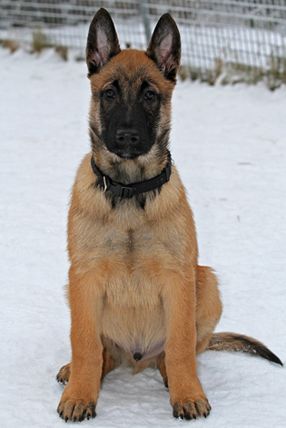 Malinois male