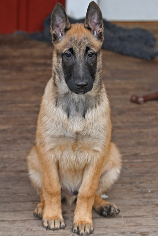 Malinois male