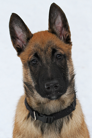 Malinois male